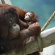 Image for article titled Happy Mother's Day To All Creatures, Great And Small